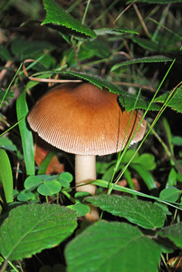 自然 秋天 夏天 植物 植物区系 森林 松木 美丽地 蘑菇