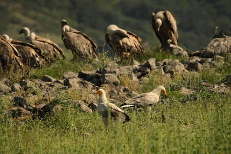 A group of Griffon Vultures Gyps fulvus with two Egyptian Vult