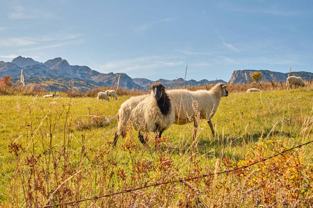 羊在山上的草地上吃草