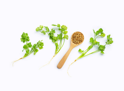 Fresh coriander on white background. 