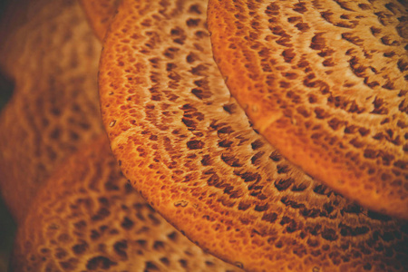 季节 秋天 自然 蘑菇 木材 真菌 纹理 特写镜头 植物