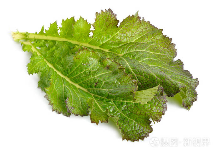 芥末叶混合色拉白底隔离