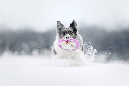 快乐的边境牧羊犬在雪地里玩耍