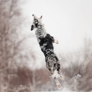边境牧羊犬在户外的雪地里跳起来