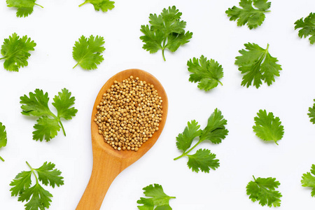 Coriander seeds with fresh leaves isolated on white 