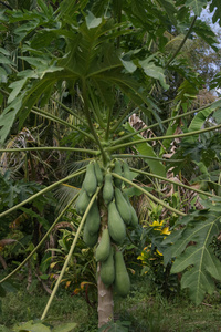 亚洲 维生素 花园 农业 素食主义者 泰国 番木瓜 营养