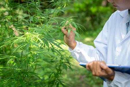 一位女科学家在地里检查植物和花