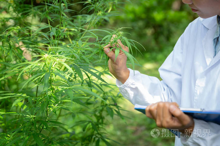 一位女科学家在大麻地里检查植物和花照片 正版商用图片265lxi 摄图新视界 一位女科学家在大麻地里检查植物和花照片 正版商用图片265lxi 摄图新视界