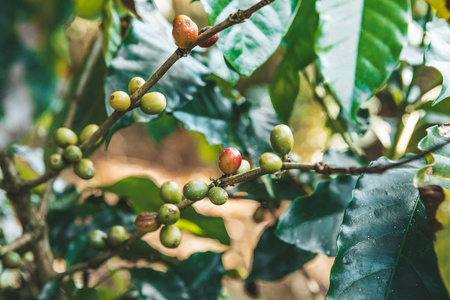 古巴树上成熟的咖啡豆。