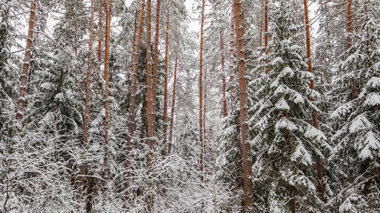 冬天的森林多雪。白雪覆盖的树枝树木和灌木丛