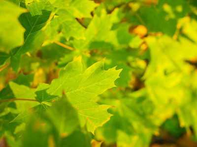 Fresh maple leaves are green. Bask in the sun. Closeup. Green l