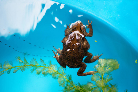 Toads mating in the water, 