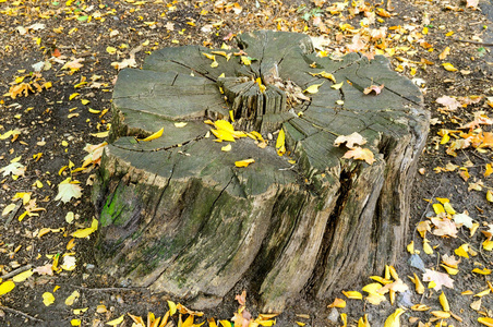 秋天公园里的树桩。