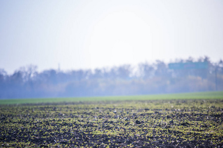 在秋雾的背景下，种植着不同类型的秧苗。在地上收获的。冬荞麦。