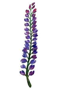 Watercolor lupins. Bright colorful summer purple lupins 