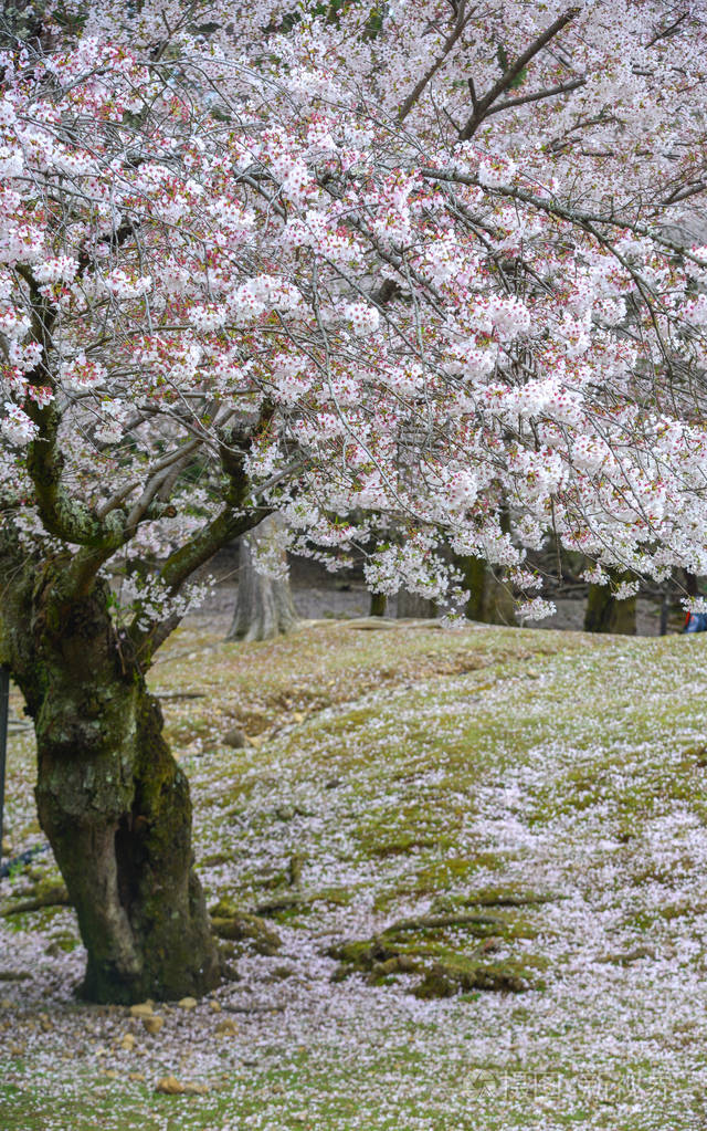 日本奈良樱花