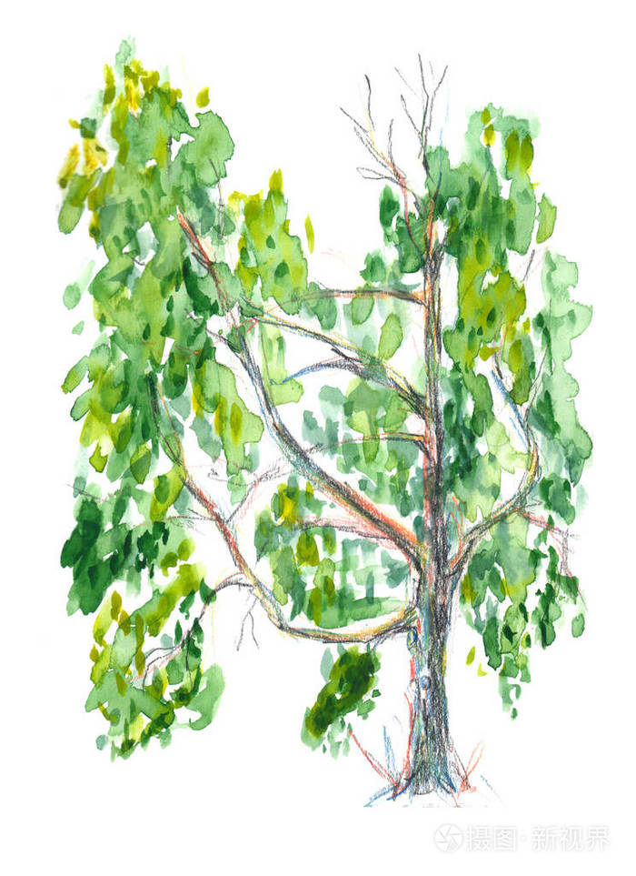 阳光明媚的白桦树春天的叶子树干和树叶用水彩和彩色铅笔绘制的手绘