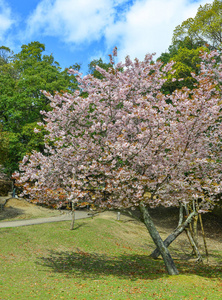日本奈良樱花图片
