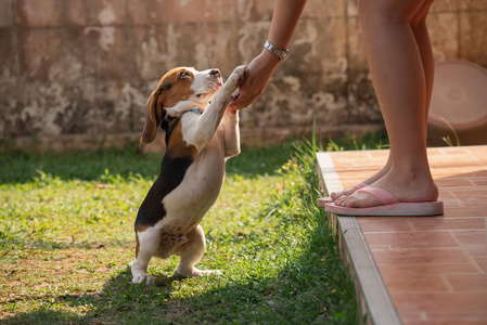 可爱的小猎犬在草坪上和主人玩耍