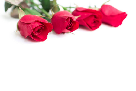 red rose with leaves isolated on white background for valentine 