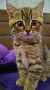 猫科动物 有趣的 动物 小猫 可爱的 眼睛 毛皮 肖像 可爱极了