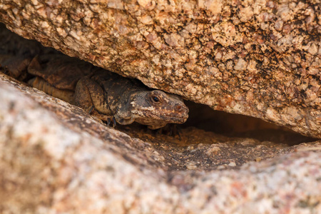棕色爬行动物蜥蜴在岩石上伪装