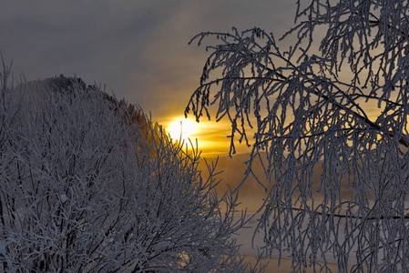 黎明 冬天 反射 来源 自然 俄罗斯 西伯利亚 早晨 寒冷的