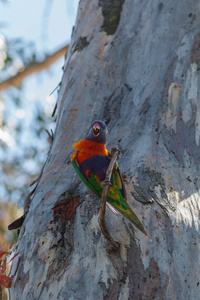 五颜六色的彩虹萝莉鸟栖息在树上