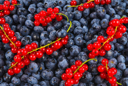 黑莓，覆盆子，蓝莓，红醋栗和薄荷背景
