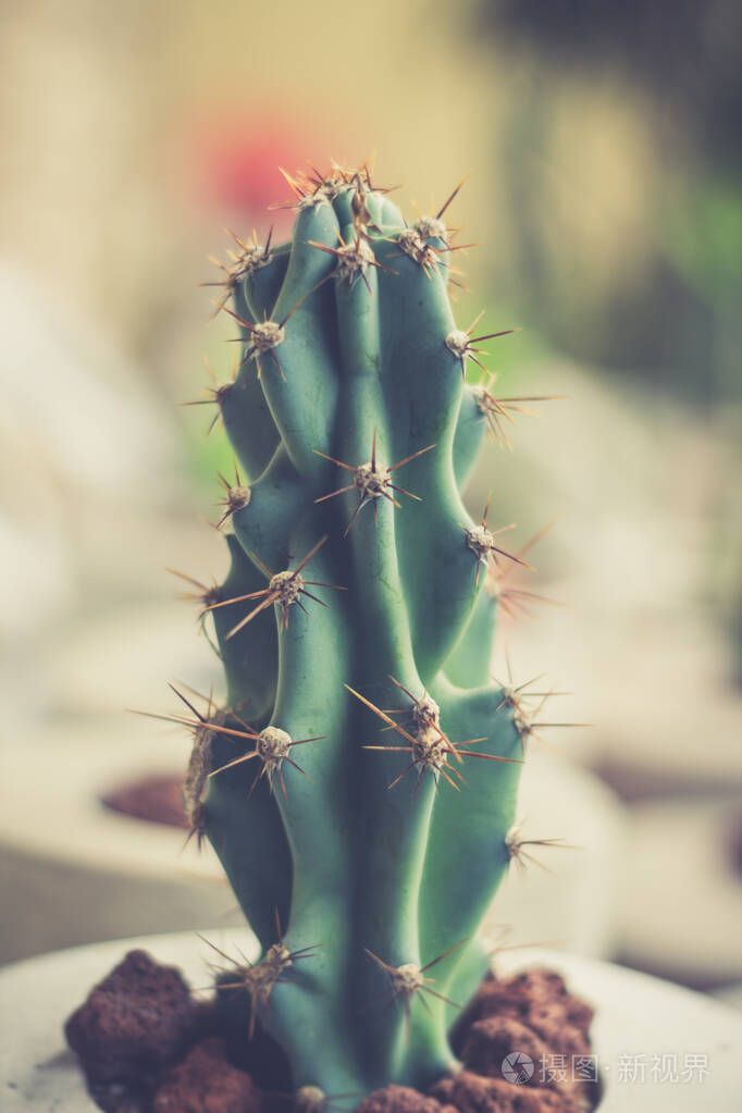 仙人掌植物的详细照片