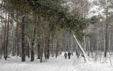 森林 公园 十二月 一月 降雪 季节 天气 美丽的 圣诞节