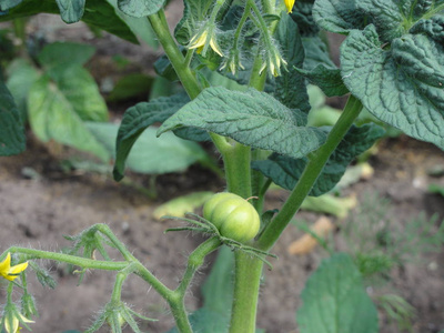 植物 农场 分支 野生动物 春天 水果 番茄 特写镜头 花园