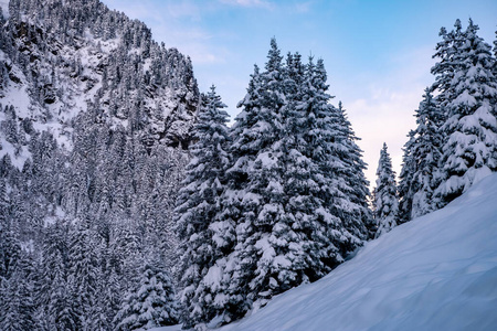 美丽的冬季风景与白雪覆盖的树木在斯图拜山谷，蒂罗尔，奥地利
