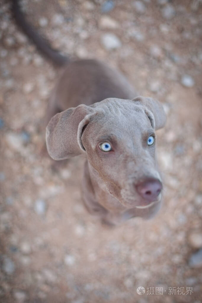 灰色小狗蓝色可爱的眼睛看着镜头