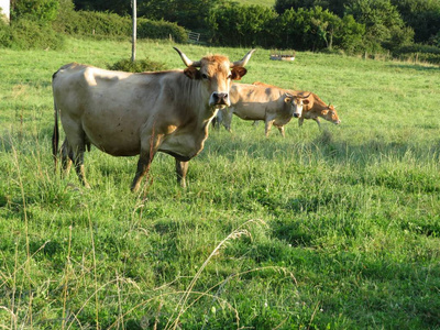 奶牛在田里吃草的美丽照片