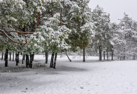 天空 圣诞节 环境 冬天 植物 木材 寒冷的 天气 雪堆