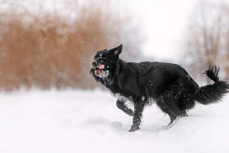 黑边界牧羊犬在雪地里玩耍