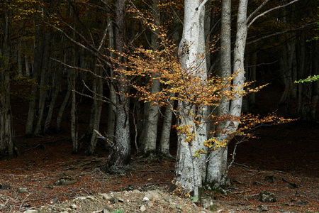 秋天 木材 颜色 分支 森林