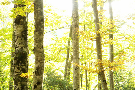 苔藓 木材 森林 树叶 射线 太阳