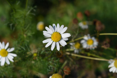 野洋甘菊