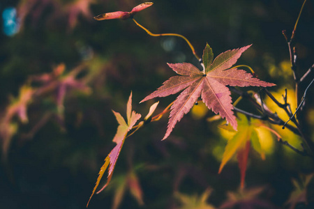 背景日本的秋叶