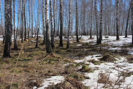 木材 寒冷的 风景 春天 场景 季节 环境 森林 树干 自然