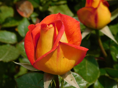 植物 植物学 美女 自然 花园 玫瑰 美丽的 春天 浪漫的