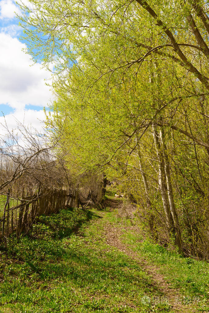 春天阳光明媚的日子里沿着旧篱笆穿过树林