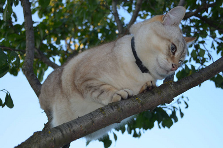 斑点猫图片