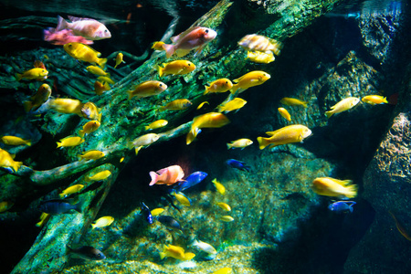 水下海洋生物珊瑚礁和鱼类图片