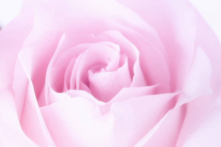 米色软玫瑰图片