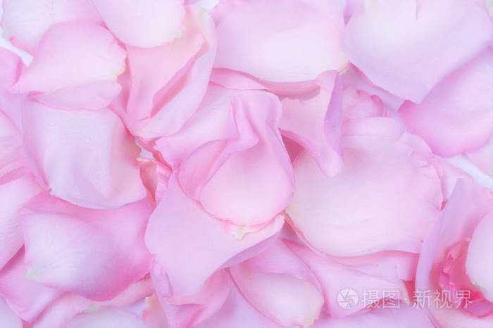 粉红色玫瑰花瓣的背景