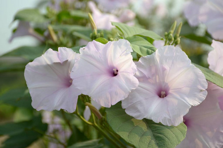 开花 自然 植物区系 花瓣 紫色 花园 植物 树叶 植物学