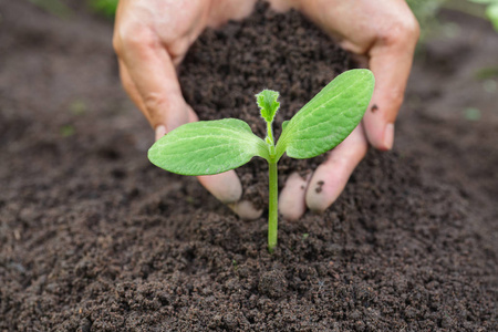 Farmers take hands to protect and care for seedlings. Seedlings 